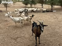 Kambing jantan, Goats — foto 1