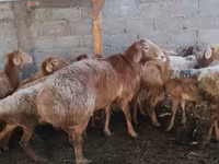 میش, Arashan sheep — عکس 2