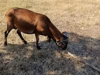 قوچ, Cameroon sheep — عکس 3