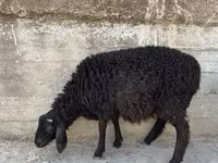 قوچ, گوسفند — عکس 2
