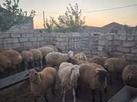 Koyun, Koyunlar — foto 8