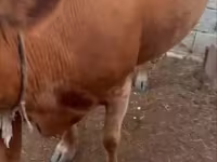 Αγελάδα, Latvian Blue cattle — φωτογραφία 1