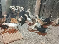 Chickens — รูปภาพ 2
