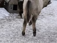 Cheval, Chevaux — photo 7
