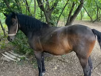 Sto, Hästar — foto 3