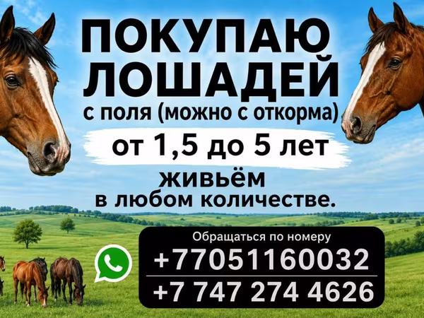 اسب (گروه، جنسیت مشخص نشده), Horse breed