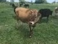 Ko, Holstein-race — foto 5