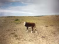 牛（ロット、性別未指定）, Simmental cattle — 写真 2