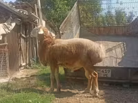 Koç, Arashan sheep — foto 4