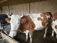گاو ماده, Latvian Blue cattle — عکس 1