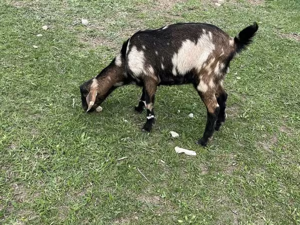 Koza, Nubian Goat