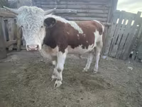 Bulle, Kasachische Weißkopfkuh — Foto 1