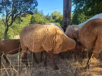 Ram, Sheep — photo 3