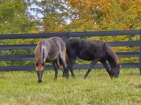 گھوڑی, Rocky Mountain Horse — تصویر 6