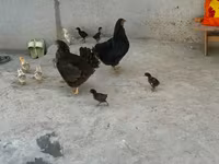 Chickens — zdjęcie 1