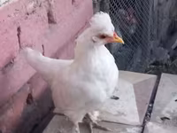 Данська курка — фото 5