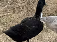 Ducks — 1. fotó