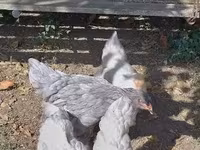 Brahma — fotografija 3