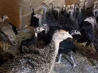 Guinea fowl — foto 2