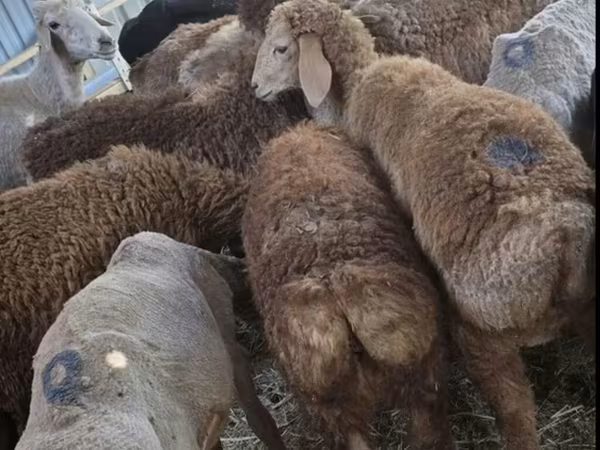 Ovce (šarže, pohlaví neuvedeno), Arashan sheep — Kyrgyzstán