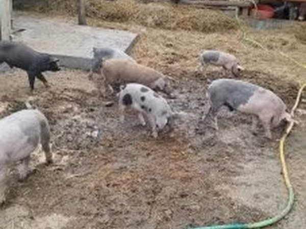 Babi betina, Pigs
