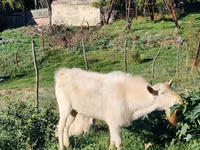 Էգ այծ, Այծեր — լուսանկար 6