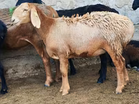 ცხვარი, Arashan sheep — ფოტო 3