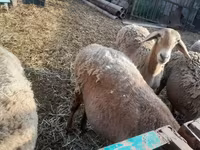 میش, Arashan sheep — عکس 8