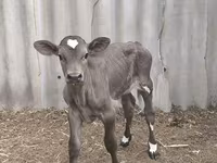 گاو نر, Swiss cattle — عکس 4