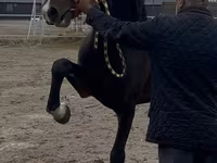 اسب نر, Orlov Trotter — عکس 3