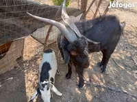 Ziegenbock, Nubian Goat — Foto 2