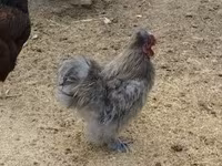 Silkie — foto 3