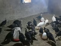Turkeys — รูปภาพ 3