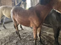 Cavallo, Cavalli — foto 6