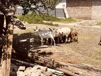 Țap, Alpine goat — foto 6