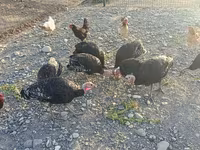 Turkeys — fotografija 4