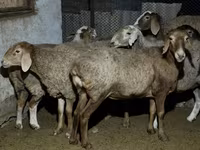 Ovce, Arashan sheep — foto 4