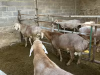 Oaie, Arashan sheep — foto 6