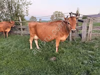 ላም, Jersey breed — ፎቶ 2