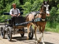 اسب نر, Pinto horses — عکس 5
