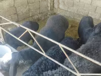 Domba jantan, Sheep — foto 3