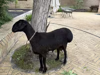 قوچ, گوسفند — عکس 5