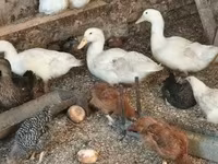 Guinea fowl — φωτογραφία 4