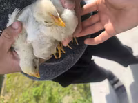 Chickens — عکس 5