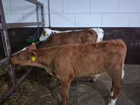 황소, Simmental cattle — 사진 4