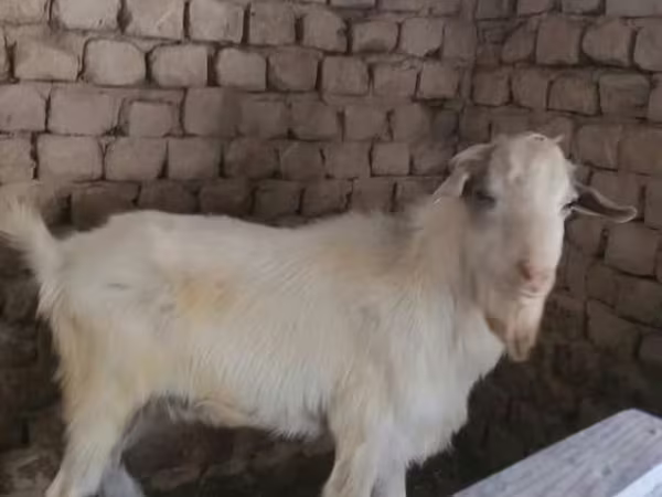 Chèvre, Alpine goat