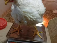 Chickens — fotografija 3