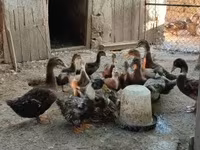 Ducks — Foto 2