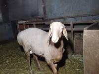 Ovan, Arashan sheep — fotografija 3