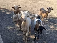 公山羊, Goats — 照片 8